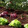 Picture of Vegetable Garden Drip Kit 