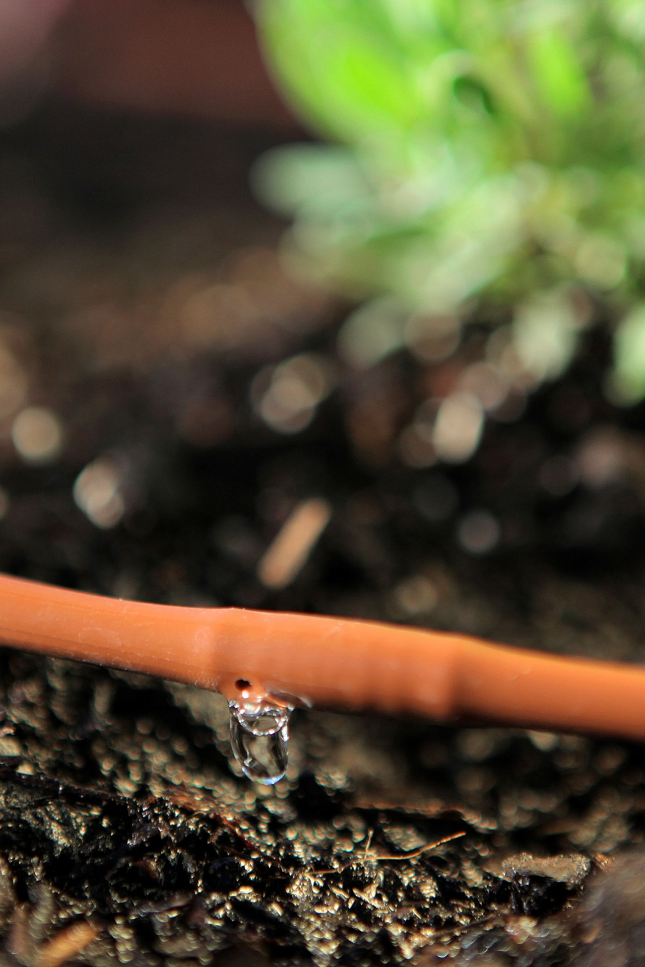 Picture of 100-FT 1/4" In-Line Drip-6 In Spacing