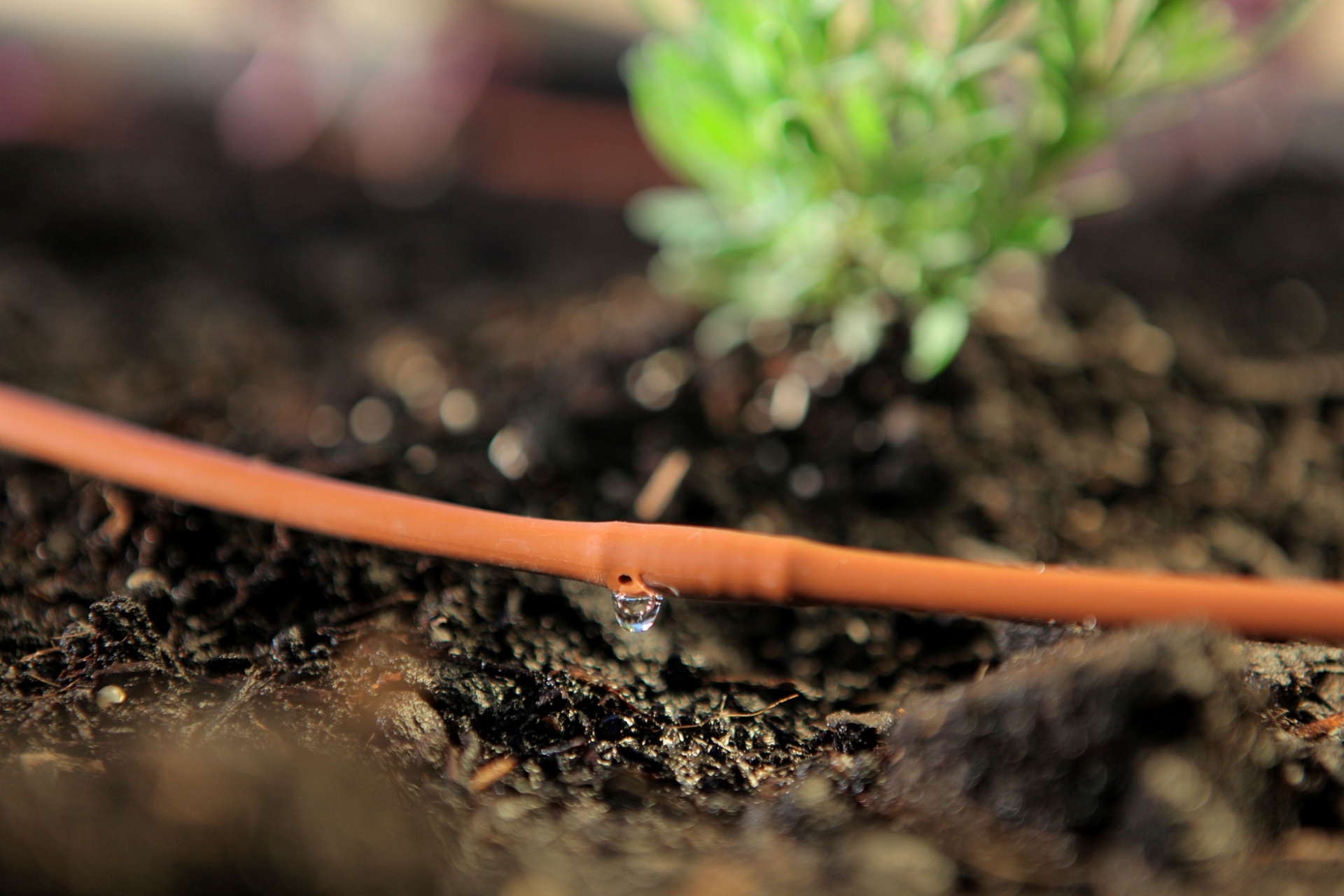 Picture of 100-FT 1/4" In-Line Drip-6 In Spacing