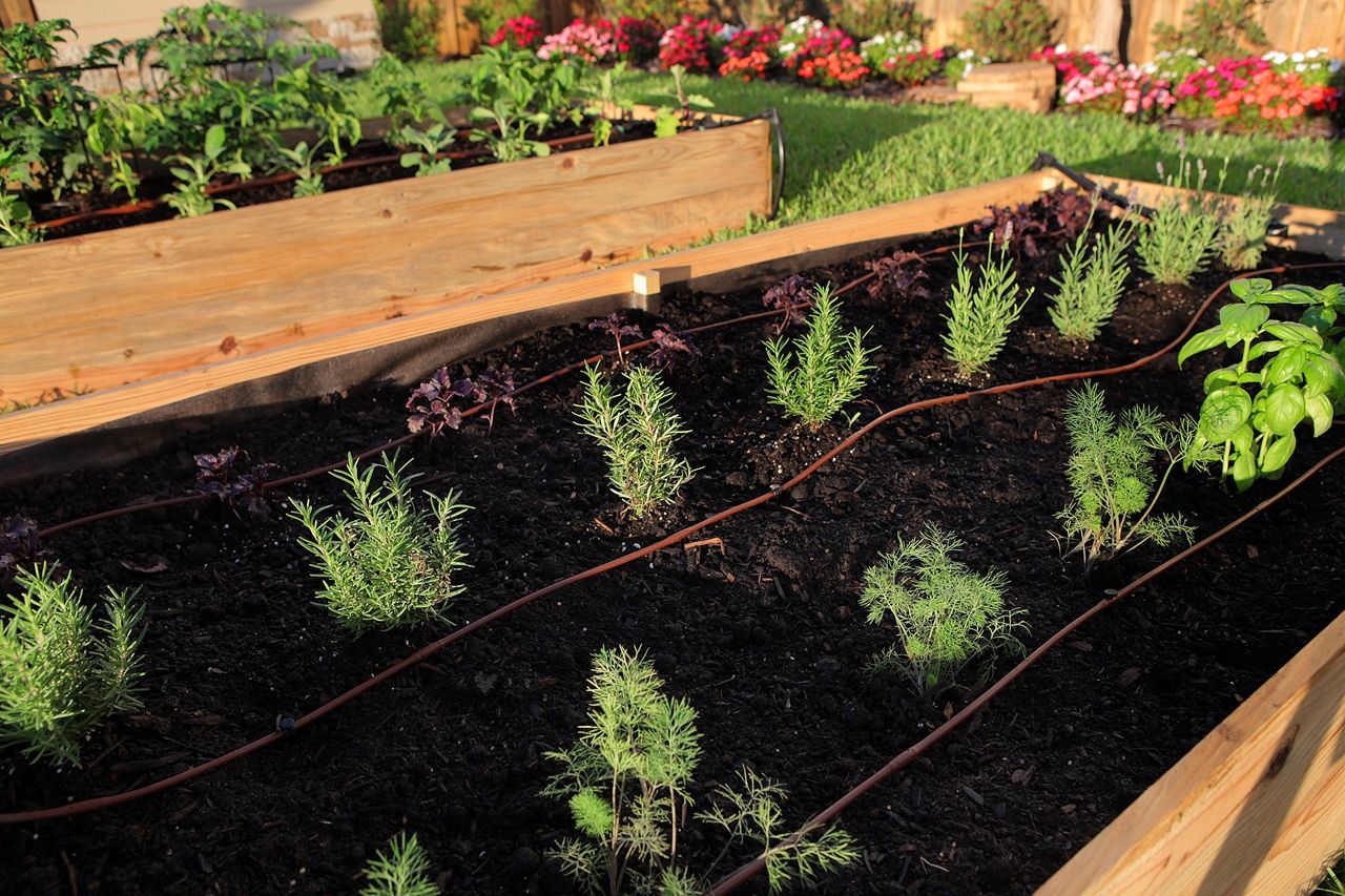 Picture of 100-FT 1/4" In-Line Drip-6 In Spacing