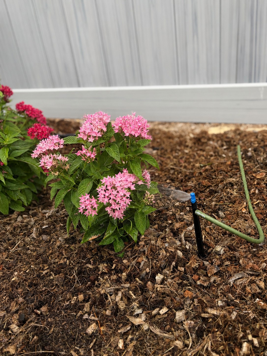 Picture of 7" BLACK MICRO BARB STAKE-3 PACK